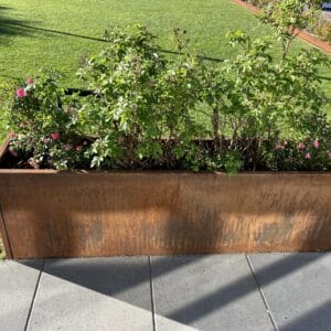 Jernplantekasse med lyserøde blomster i solskin